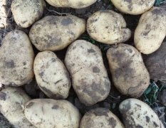 2016库存土豆，薯型好表皮干净