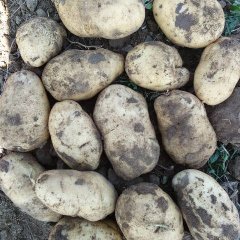 2016库存土豆，薯型好表皮干净