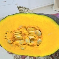 黑龙江勃利倭瓜甜栗王南瓜，当地叫面瓜