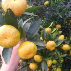 美丽的水果之乡 富川柑橘著名品牌