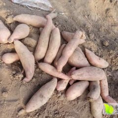 饶阳姚庄菜市场有最好的红薯