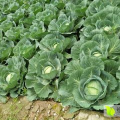 河北隆尧韩绿甘蓝是名优特产