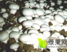 河南夏邑双孢菇大量上市，鲜品水洗菇篮子菇.通