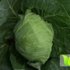 嘉鱼甘蓝目前雨水太好，包菜整体长势良好