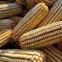吉林公主岭良玉系列玉米火热上市