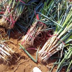 河南新野大葱已大量上市了