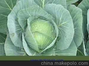 新野甘蓝 奥奇娜平包出售