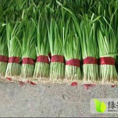 河北乐亭韭菜大量上市，冷棚和暖棚韭菜