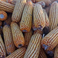 梨树玉米价格行情平稳,吉林杨永清诚信合作