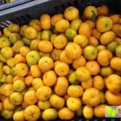 江西南丰南丰蜜桔柑橘绿色无公害