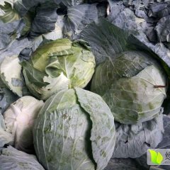 平度甘蓝 大头菜大量上市，量足货好