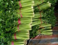 东昌府沙镇大量采收芹菜，有西芹和香芹两种
