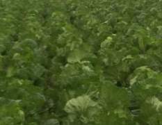 河南无公害大白菜基地，种植面积广达两万多亩