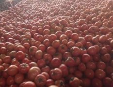 莘县河店乡的西红柿已经上市