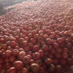 莘县河店乡的西红柿已经上市