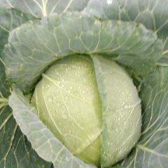 山东平度今年的甘蓝质量好无病虫害