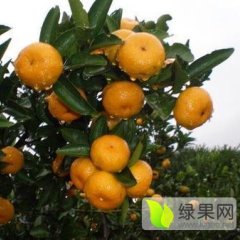 今年的南丰蜜桔比往年成熟的早