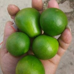 2016全州柑橘价格波动不大