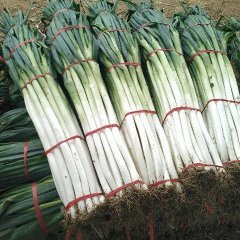 章丘大葱特点白长脆嫩味美