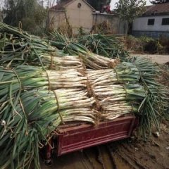 莱城区牛泉镇朱小庄万亩大葱基地喜获丰收