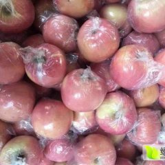 山西运城临猗有苹果供应