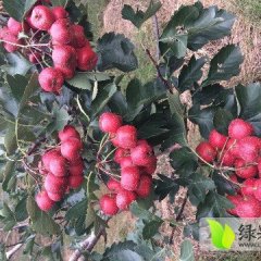 费县大金星成熟了！个大饱满