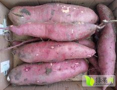 江苏农科院研制的最新红薯品种