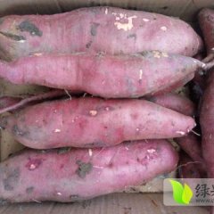 江苏农科院研制的最新红薯品种