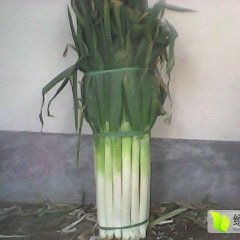 诚信行天下--铁杆净葱上市