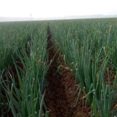 昌邑大葱面积很大，葱质量好