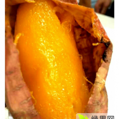 夏津善民薯业大量供应地瓜主营