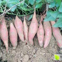 2016夏津红薯抓住商机无限