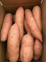 河北深州中绿 红薯种植基地 红薯正在热卖