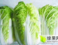 辽宁省凌海市现有大量芥菜