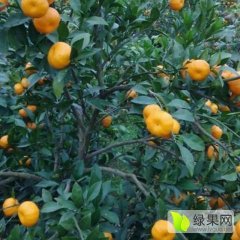 湖北公安国庆一号柑橘欢迎合作