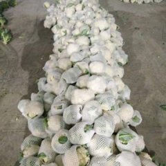 三原菜花品质优良,鲁桥郑鑫诚信合作
