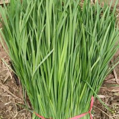 河南柘城平韭6号韭菜质量上乘
