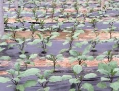 兖州暖棚基地11月初大量绿把长紫茄