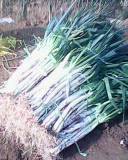 山东省肥城市王庄镇郭辛村大葱商机