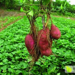 河北石家庄正定县专业的红薯种植基地
