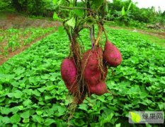 河北石家庄正定县专业的红薯种植基地