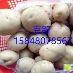 内蒙古土豆大量出货克新、夏波蒂、226
