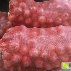 宁安延吉10月黄皮洋葱