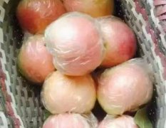砀山县水果直销产地大量出售红富士苹果