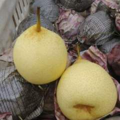 泊头鸭梨品种全、质量好、价格低