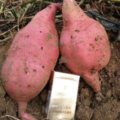 陕西蒲城栗子香红薯上货量大