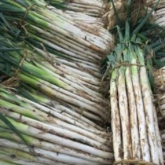 莱芜长白大葱 种植历史悠久