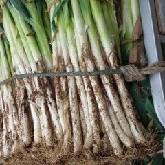 岱岳大葱沙质土壤，适宜作物的生长