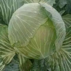 湖南君山甘蓝低价出货进行中