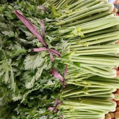 东昌府沙镇刘森华10月法国皇后芹菜